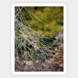 A wet spiderweb Sticker